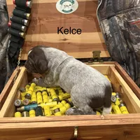 Kelce, a female German Shorthaired Pointer for sale in Rosie, AR – Photo 3 of 8