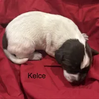 Kelce, a female German Shorthaired Pointer for sale in Rosie, AR – Photo 6 of 8