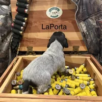 LaPorta, a male German Shorthaired Pointer for sale in Rosie, AR – Photo 2 of 7