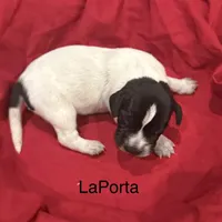 LaPorta, a male German Shorthaired Pointer for sale in Rosie, AR – Photo 5 of 7