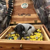 LaPorta, a male German Shorthaired Pointer for sale in Rosie, AR – Photo 3 of 7