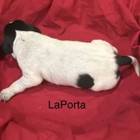 LaPorta, a male German Shorthaired Pointer for sale in Rosie, AR – Photo 7 of 7