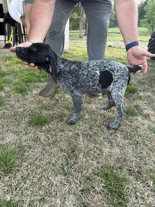 LaPorta – German Shorthaired Pointer puppy for sale in Rosie, AR