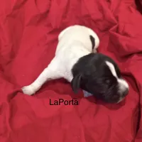 LaPorta, a male German Shorthaired Pointer for sale in Rosie, AR – Photo 6 of 7