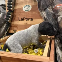 LaPorta, a male German Shorthaired Pointer for sale in Rosie, AR – Photo 4 of 7