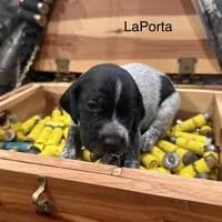 LaPorta, a male German Shorthaired Pointer for sale in Rosie, AR – Photo 1 of 7