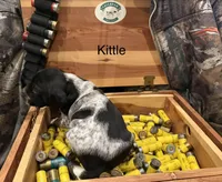 Kittle, a female German Shorthaired Pointer for sale in Rosie, AR – Photo 4 of 4