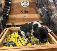 Kittle, a female German Shorthaired Pointer for sale in Rosie, AR – Photo 3 of 4