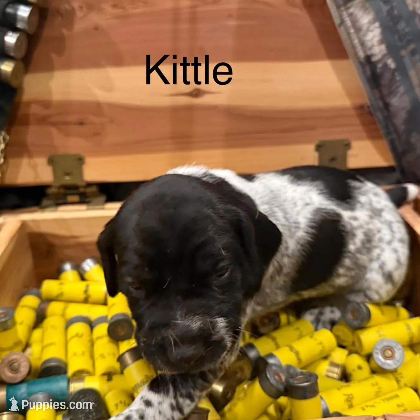 Kittle, a female German Shorthaired Pointer for sale in Rosie, AR – Photo 1 of 4