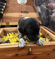 Kittle, a female German Shorthaired Pointer for sale in Rosie, AR – Photo 2 of 4
