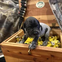 Henry, a male German Shorthaired Pointer for sale in Rosie, AR – Photo 1 of 7