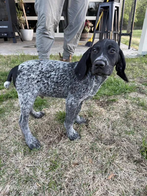 Henry – German Shorthaired Pointer puppy for sale in Rosie, AR