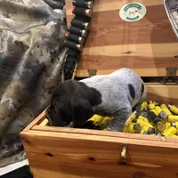 Henry, a male German Shorthaired Pointer for sale in Rosie, AR – Photo 4 of 7