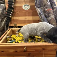 Henry, a male German Shorthaired Pointer for sale in Rosie, AR – Photo 2 of 7