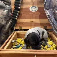 Henry, a male German Shorthaired Pointer for sale in Rosie, AR – Photo 3 of 7