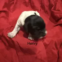 Henry, a male German Shorthaired Pointer for sale in Rosie, AR – Photo 5 of 7