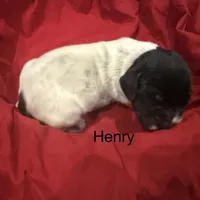 Henry, a male German Shorthaired Pointer for sale in Rosie, AR – Photo 6 of 7