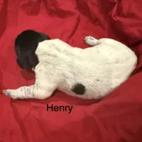 Henry, a male German Shorthaired Pointer for sale in Rosie, AR – Photo 7 of 7