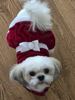 Kaylee, a female Shih Tzu for sale in Chicago, IL – 4 of 6