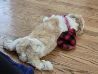 Kaylee, a female Shih Tzu for sale in Chicago, IL – 6 of 6