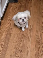 Kaylee, a female Shih Tzu for sale in Chicago, IL – 5 of 6