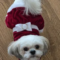 KAYLEE, a female Shih Tzu for sale in Chicago, IL – Photo 2 of 6