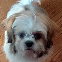 KAYLEE, a female Shih Tzu for sale in Chicago, IL – Photo 1 of 6