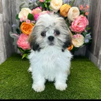 KAYLEE, a female Shih Tzu for sale in Chicago, IL – Photo 6 of 6