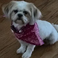 KAYLEE, a female Shih Tzu for sale in Chicago, IL – Photo 5 of 6