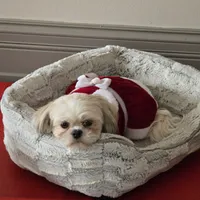 KAYLEE, a female Shih Tzu for sale in Chicago, IL – Photo 3 of 6