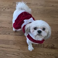 KAYLEE, a female Shih Tzu for sale in Chicago, IL – Photo 4 of 6