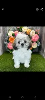 Kaylee, a female Shih Tzu for sale in Chicago, IL – 2 of 6