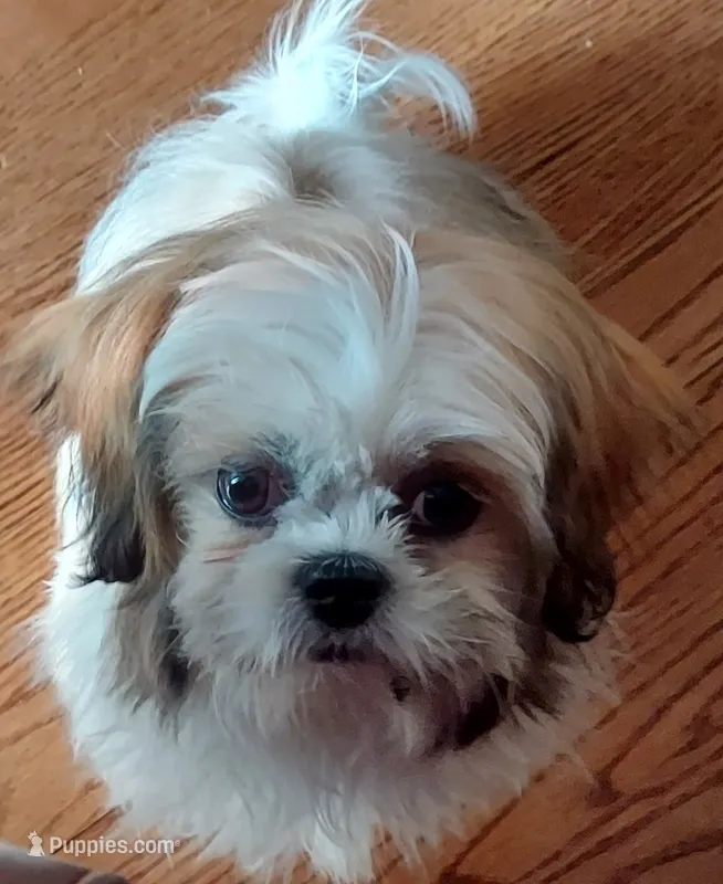 Kaylee – Shih Tzu puppy for sale in Chicago, IL