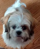 Kaylee, a female Shih Tzu for sale in Chicago, IL – 1 of 6