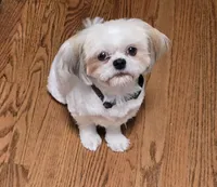 Kaylee, a female Shih Tzu for sale in Chicago, IL – 3 of 6