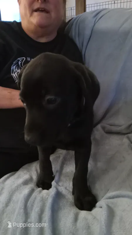 Ammo – Dachshund, Labrador Retriever puppy for sale in Birch Run, MI