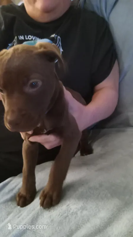 Runt – Dachshund, Labrador Retriever puppy for sale in Birch Run, MI