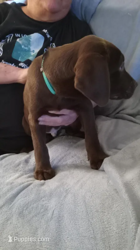 Chunk – Dachshund, Labrador Retriever puppy for sale in Birch Run, MI