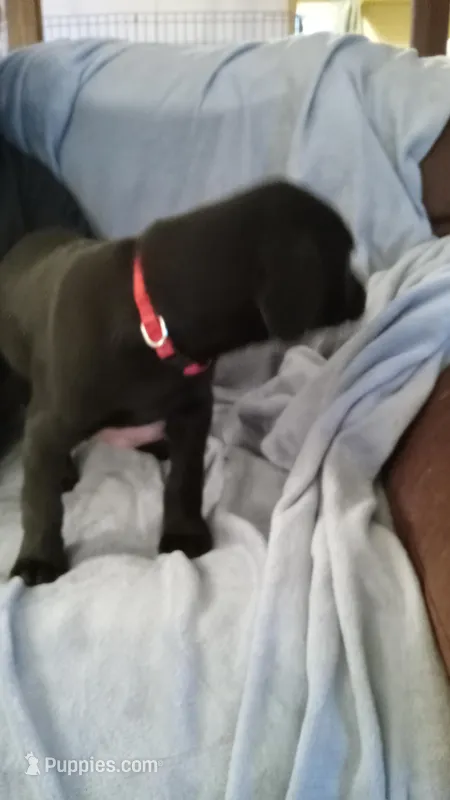 Gus – Dachshund, Labrador Retriever puppy for sale in Birch Run, MI