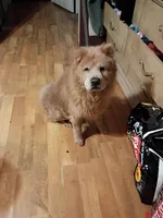 Brownie, a male Chow Chow for sale in Sims, IL – Photo 6 of 6