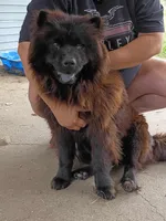 Brownie, a male Chow Chow for sale in Sims, IL – Photo 4 of 6