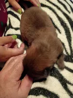 Brownie, a male Chow Chow for sale in Sims, IL – Photo 3 of 6