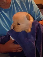 Cream female 1, a female Chow Chow for sale in Sims, IL – 5 of 7