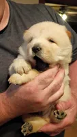 Chunky , a male Chow Chow for sale in Sims, IL – 1 of 5