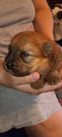 Red female, a female Chow Chow for sale in Sims, IL – Photo 3 of 7