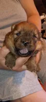 Red female, a female Chow Chow for sale in Sims, IL – Photo 1 of 7