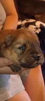 Red female, a female Chow Chow for sale in Sims, IL – Photo 4 of 7