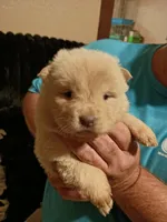 Cream female 2, a female Chow Chow for sale in Sims, IL – 4 of 8