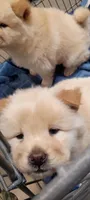 Tinkerbell , a female Chow Chow for sale in Sims, IL – 10 of 10