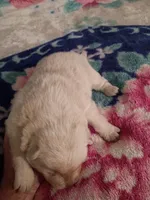 Little miss, a female Chow Chow for sale in Sims, IL – Photo 4 of 10